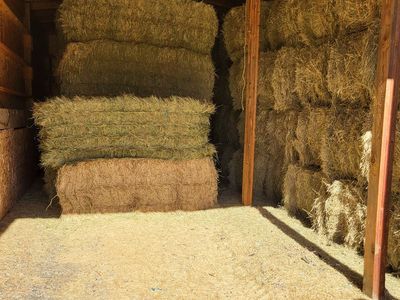 Grass hay