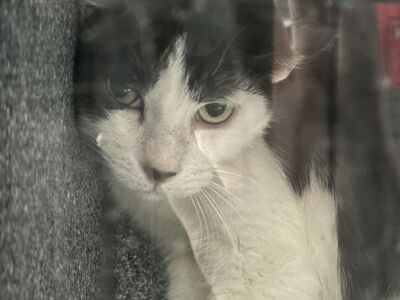 Hello my name is Kona