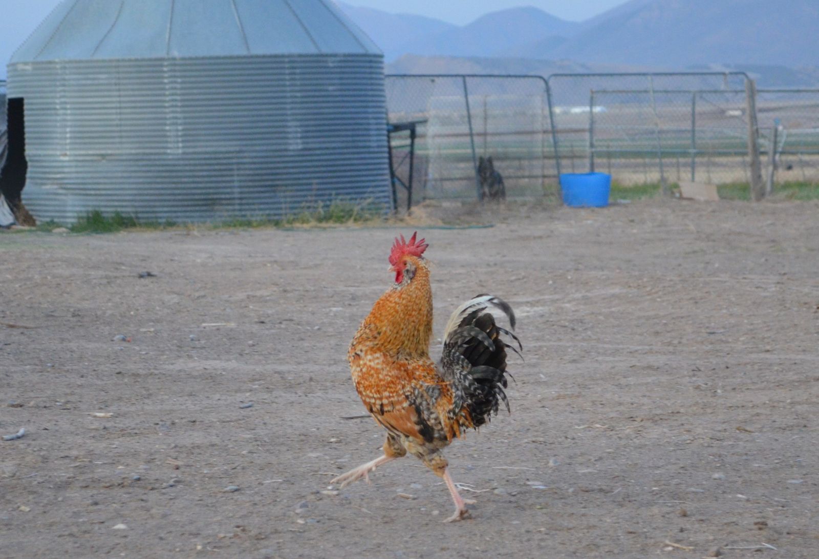 Rare Bielefelder Chickens