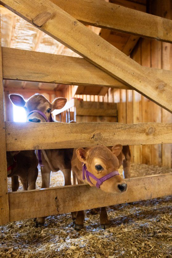 HFF ClaraBelle – Mini/Midsize Jersey Heifer calf