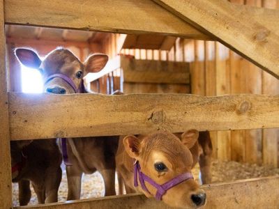 HFF ClaraBelle – Mini/Midsize Jersey Heifer calf