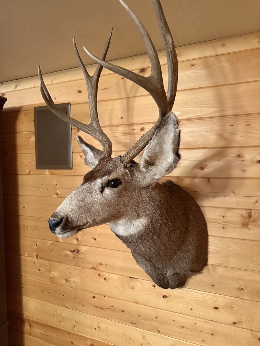 4-point Mule Deer Mount