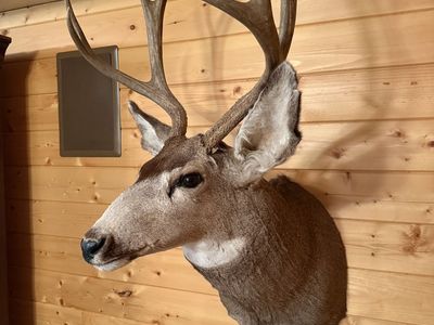 4-point Mule Deer Mount