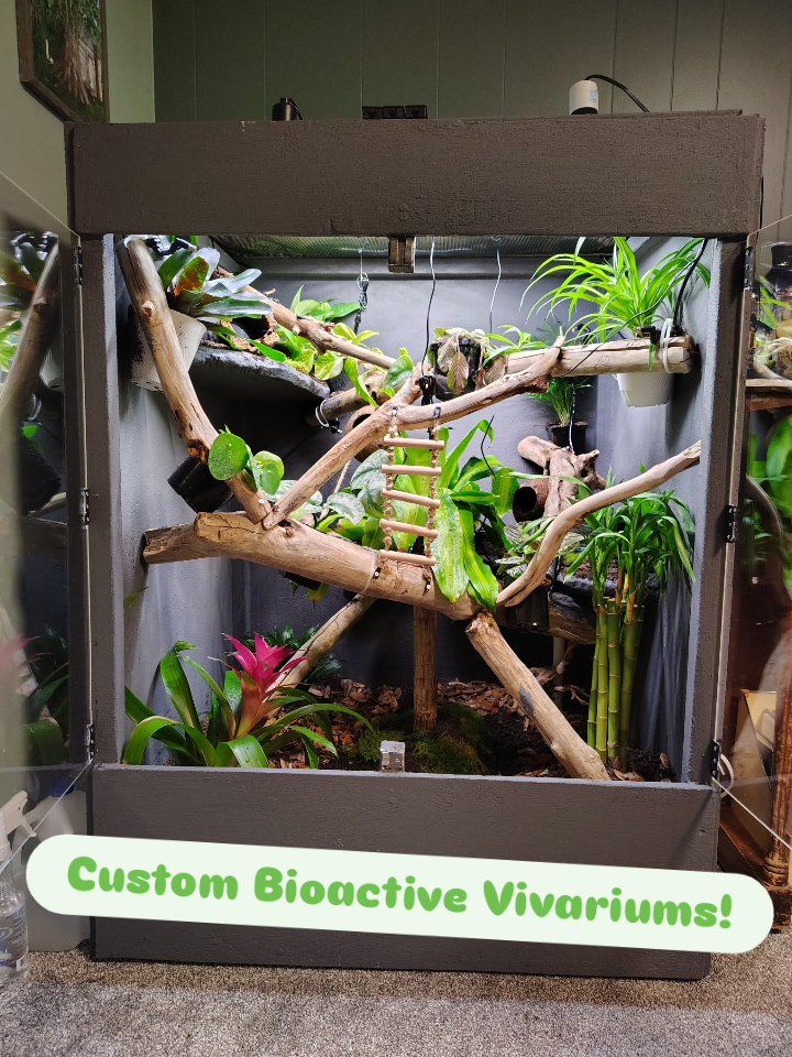Bioactive Gecko Vivarium