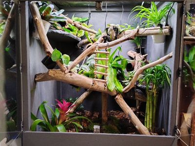 Bioactive Gecko Vivarium