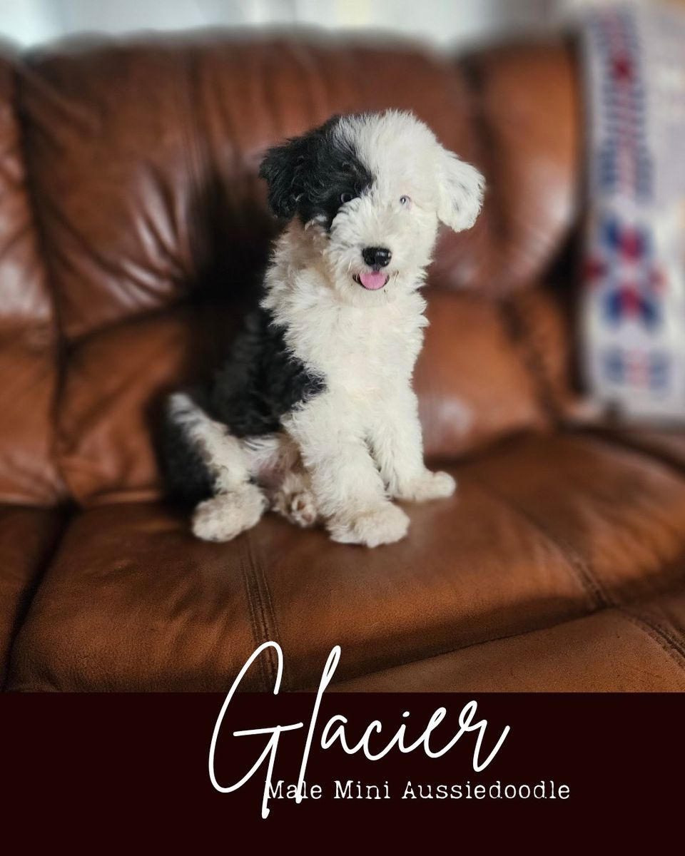 Mini Aussiedoodle