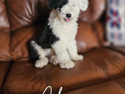 Mini Aussiedoodle