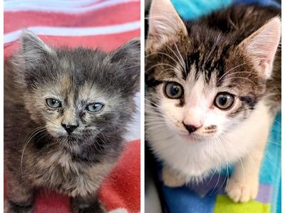 Kittens with VACCINES, cute tabby, orange tabby, Siamese, calico. Friendly kittens. 9 weeks old- ready to go today!