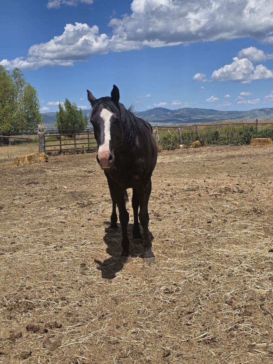 Registered mare