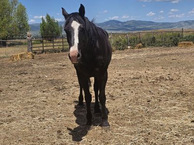Registered mare