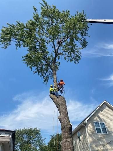 Professional Tree Trimming & Removal Services - Expert Arborist Work