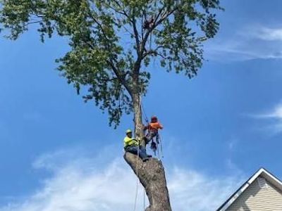 Professional Tree Trimming & Removal Services - Expert Arborist Work