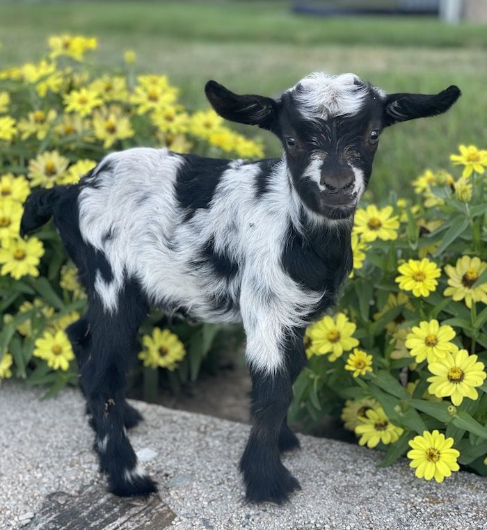 Young Mini Fainting Goats for Sale - Various Colors,
