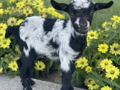 Young Mini Fainting Goats for Sale - Various Colors,