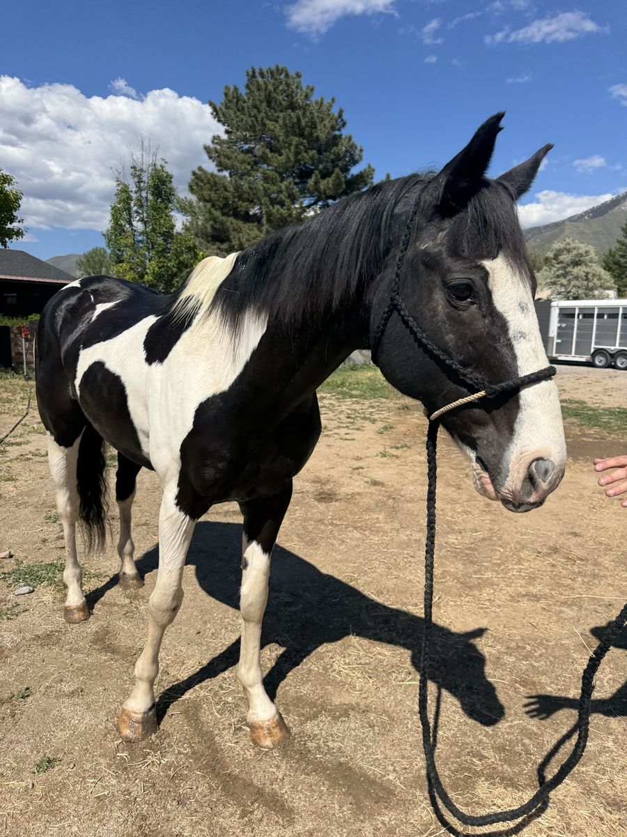 Sweet 10yo paint gelding!
