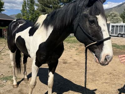 Sweet 10yo paint gelding!
