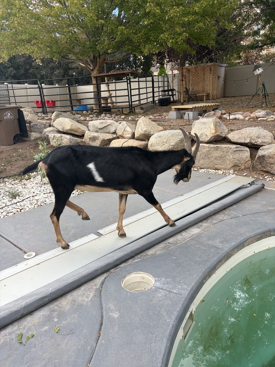 Seven Pack goats for sale 