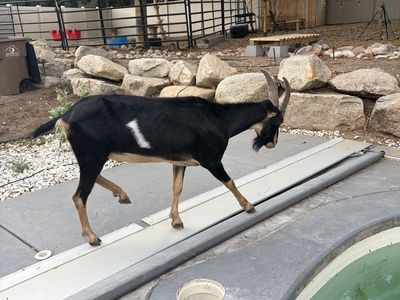 Seven Pack goats for sale