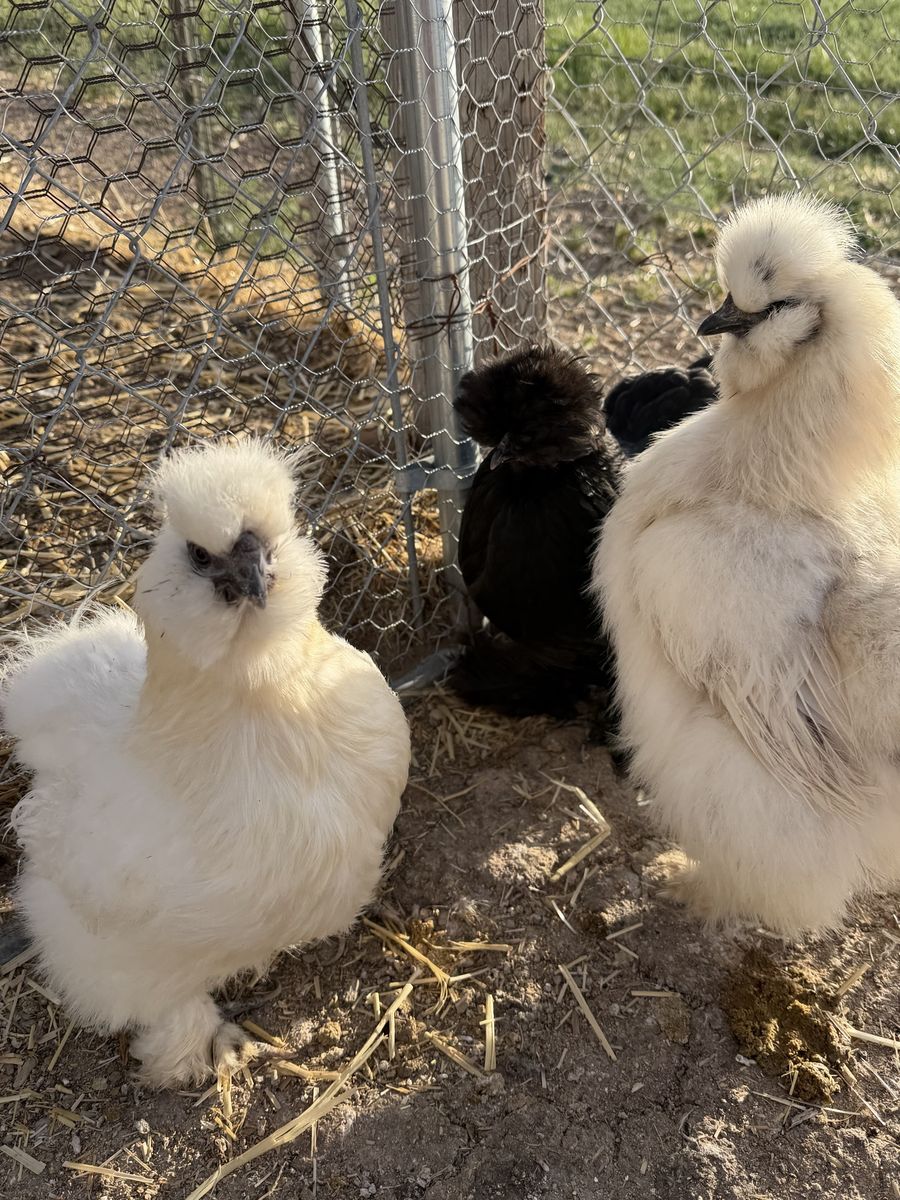 Silkie Breeding Group