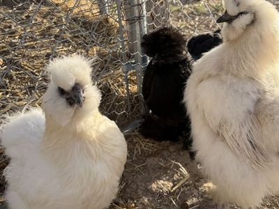 Silkie Breeding Group