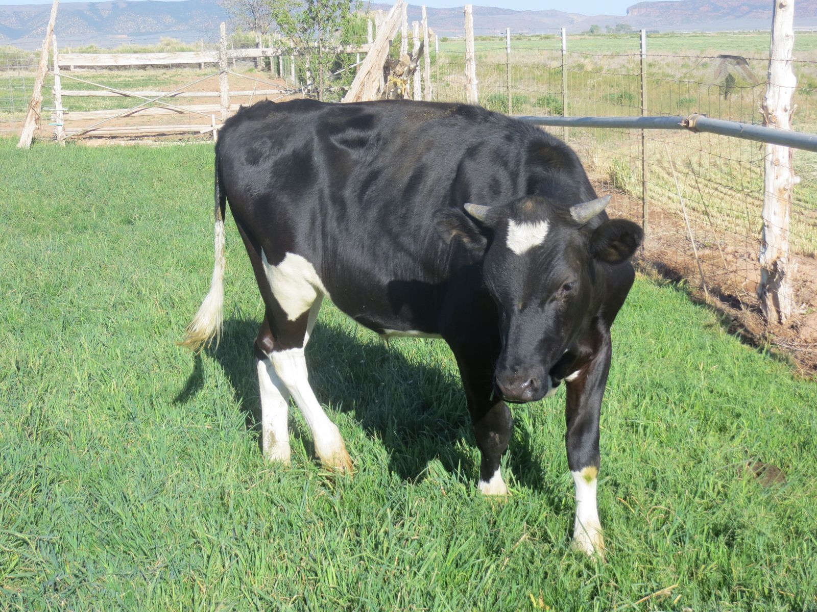 Holstein Butcher, Pasture Steer