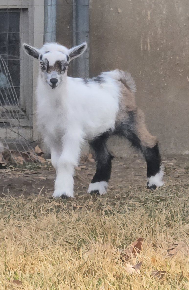 Nigerian dwarf buckling