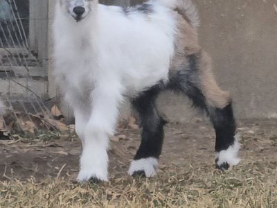 Nigerian dwarf buckling