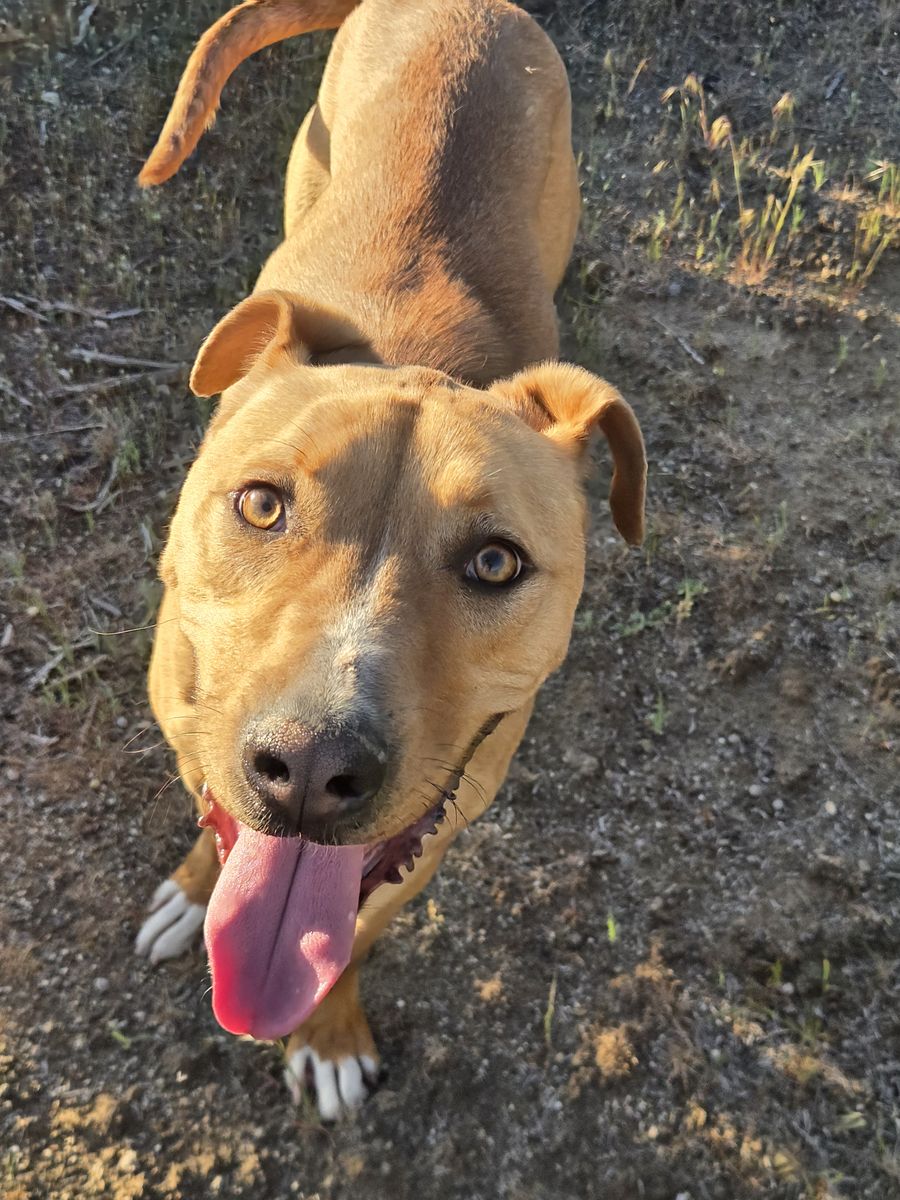 Friendly Dog Looking for a Good Home