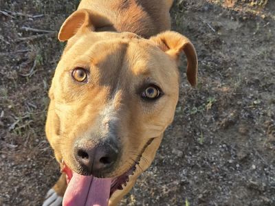 Friendly Dog Looking for a Good Home