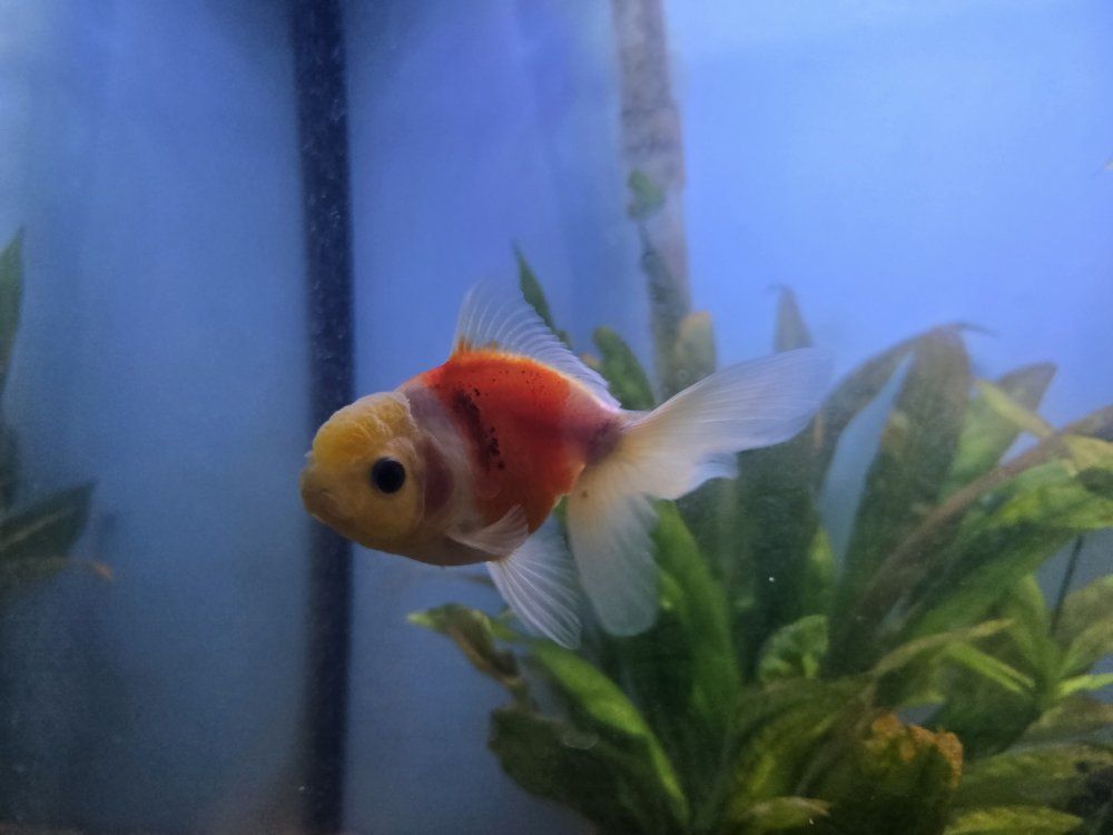Goldfish