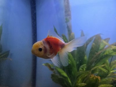 Goldfish
