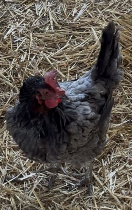 A160729 Puff is Available for Adoption!