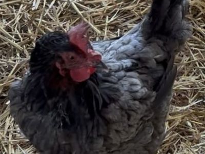 A160729 Puff is Available for Adoption!