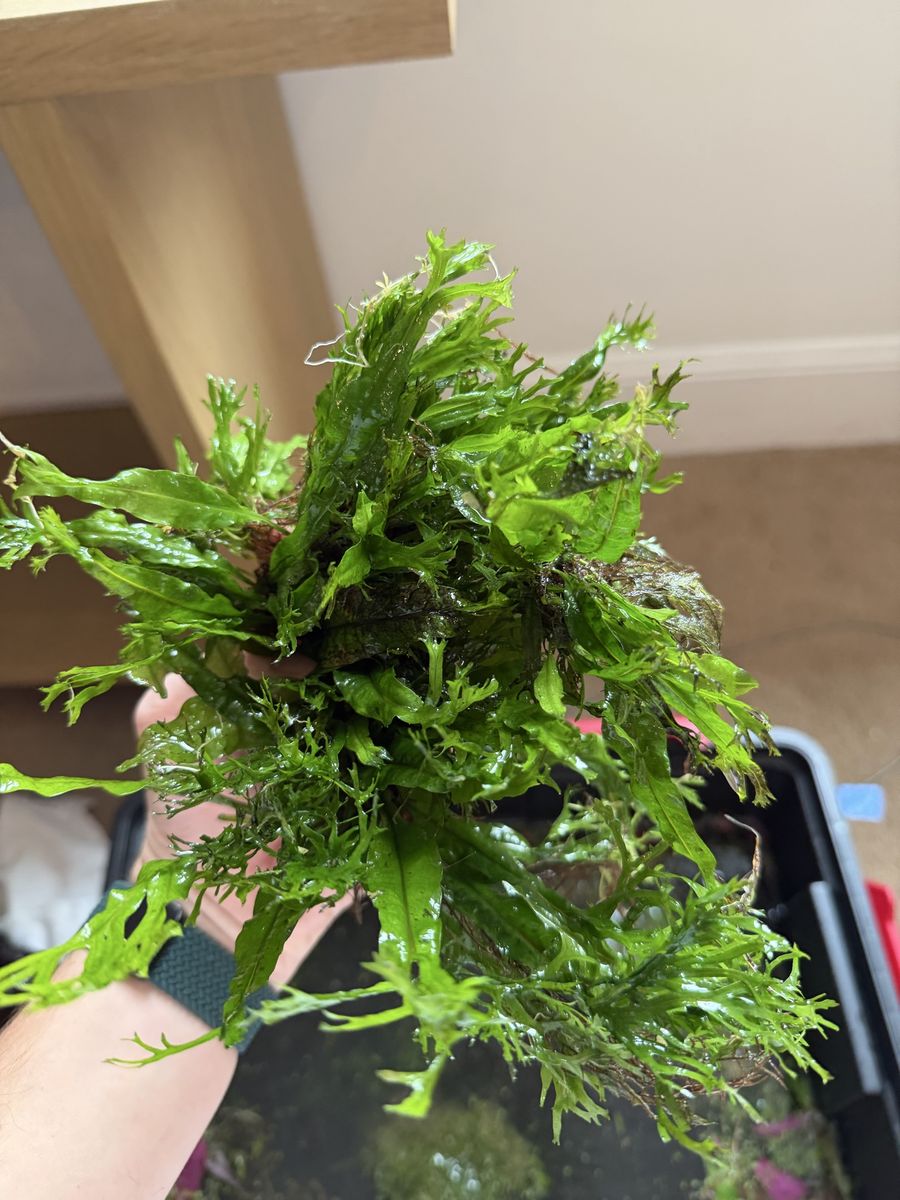 Java fern windelov