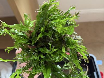 Java fern windelov
