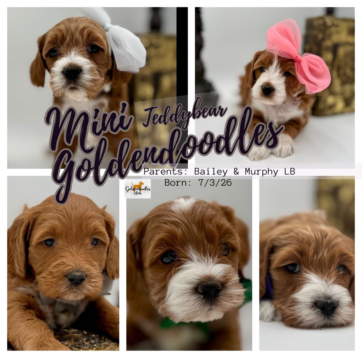 ᴹⁱⁿⁱ goldendoodles. golden doodle