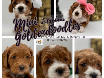 ᴹⁱⁿⁱ goldendoodles. golden doodle