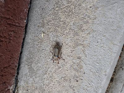 Grey sectional couch