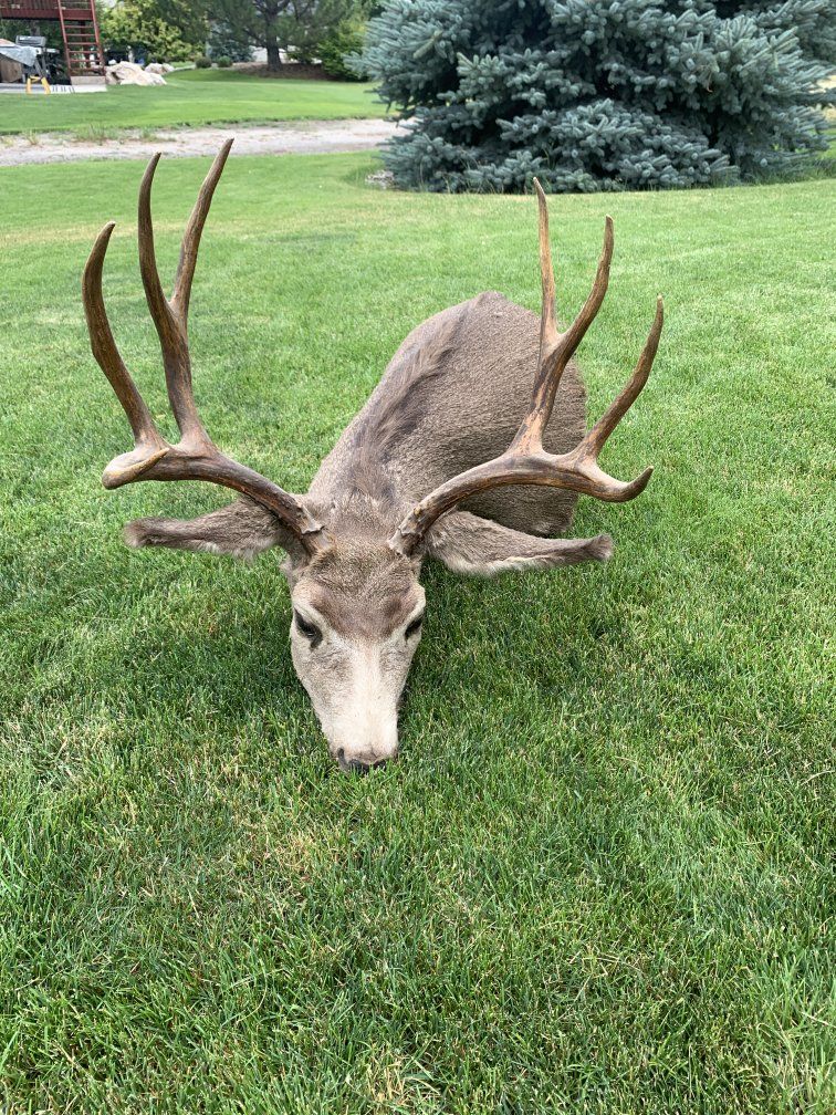 Mule Deer $150 OBO