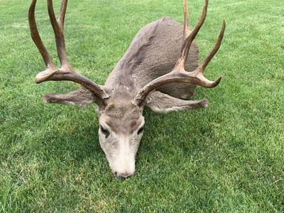Mule Deer $150 OBO