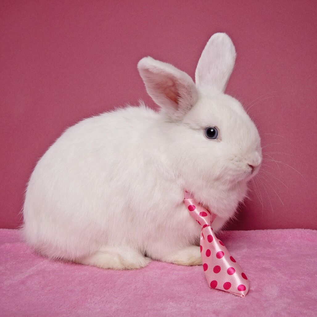 Hello my name is Copperfield