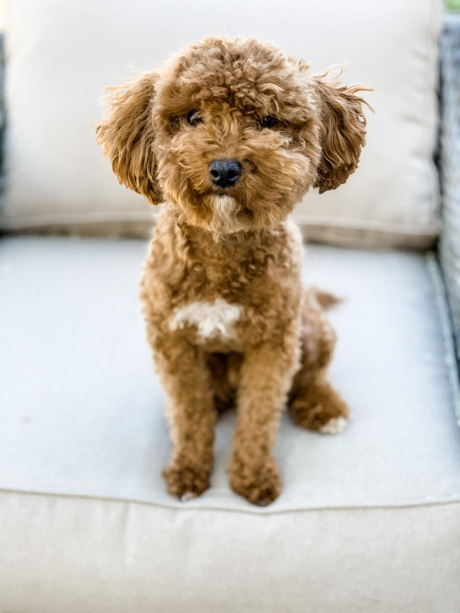 Franklin -/+ 6 lbs abstract parti Toy Poodle Stud