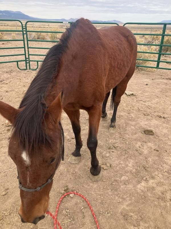 Arabian Quarter Horse