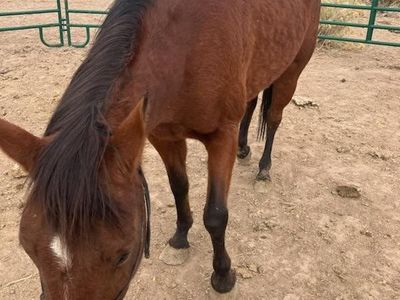 Arabian Quarter Horse
