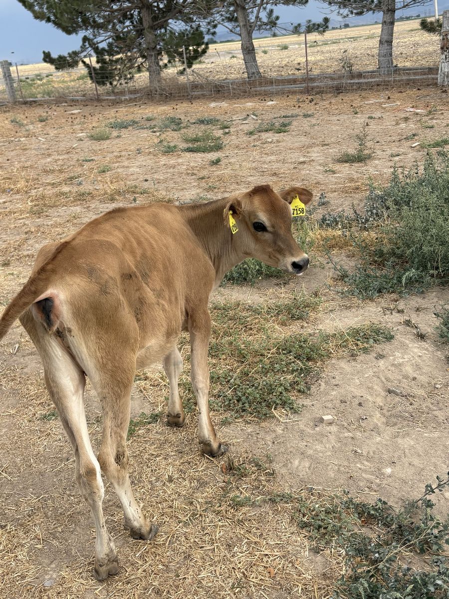 Heifers ready to go on pasture 