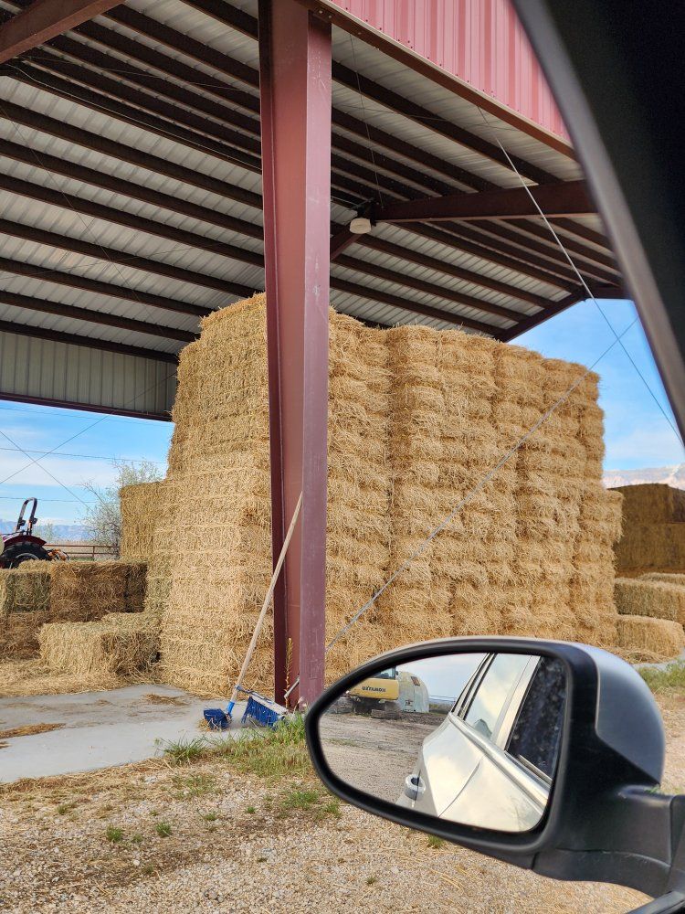 alfalfa hay
