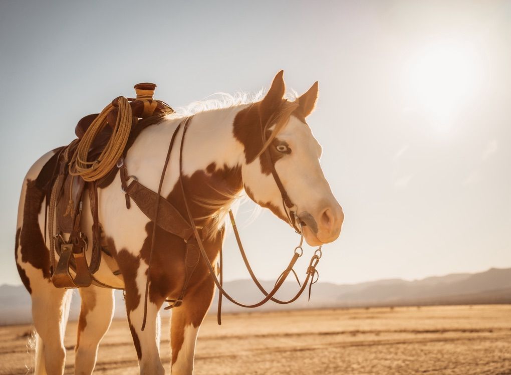 2022 APHA Gelding