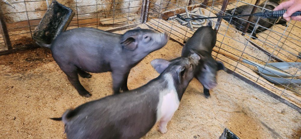 Feeder Pigs