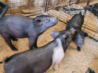 Feeder Pigs