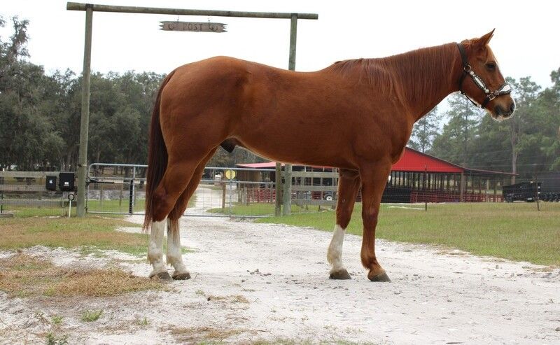 Calm Gelding Quarter Horse